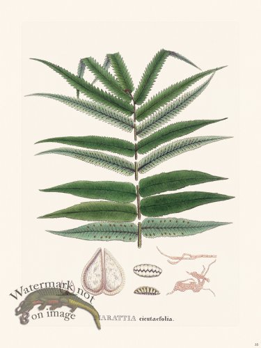 (image for) Ferns of Brazil 35
