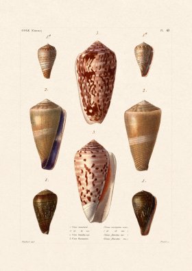 French Shell 043