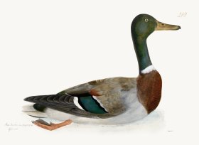 Rudbeck 249 Mallard 24x18
