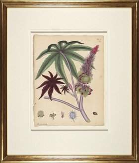 Andrews Botanicals in Gold Frame 05