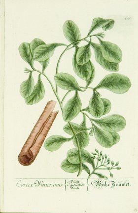 Blackwell German 211