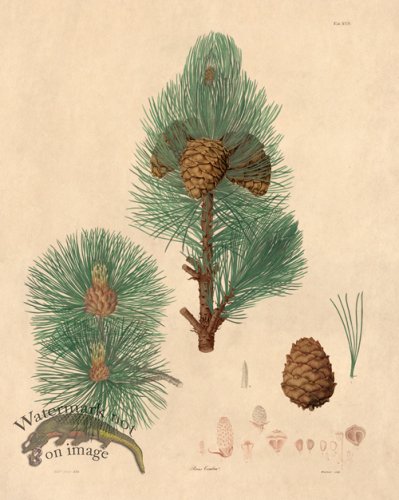 (image for) Lambert Pine 23