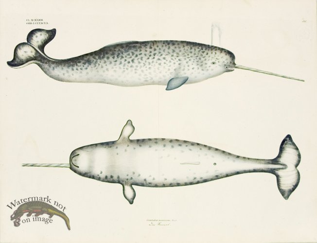(image for) Goldfuss Narwhal