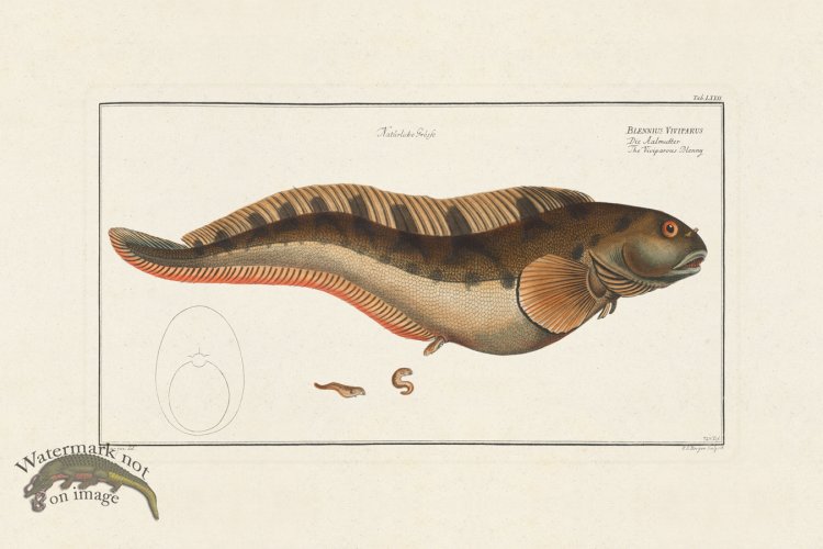 (image for) BLOCH FISH 072