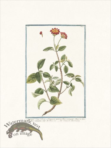 (image for) Bonelli 194 Jamaican