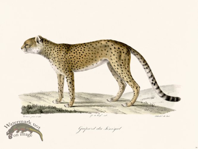 (image for) Cuvier 104 Sahara Cheetah