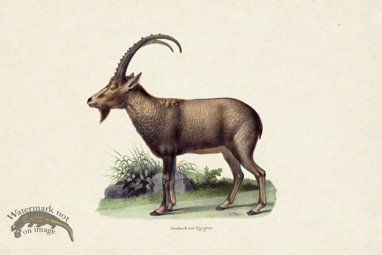 (image for) FNH 22 Capricorn