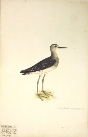 198 Swedish Birds . Tringa Glarcola.The Wood Sandpiper