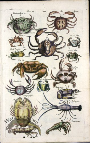 (image for) 1660_Sea_life_33