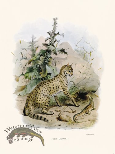 (image for) Elliot Cat 32 Cat Furnished