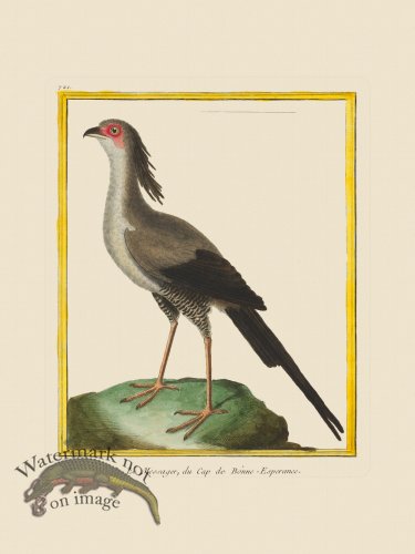 (image for) Martinet Bird 721