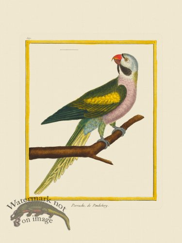 (image for) Martinet Bird 517