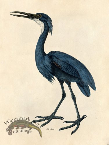 Blue Heron - Tribute Bd 06