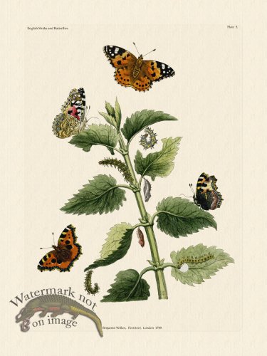 (image for) Wilkes Butterflies 005