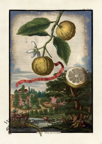 (image for) Volckamer 062