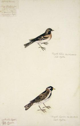 88 Swedish Birds . Fringilla Lulonsis, Finch Family