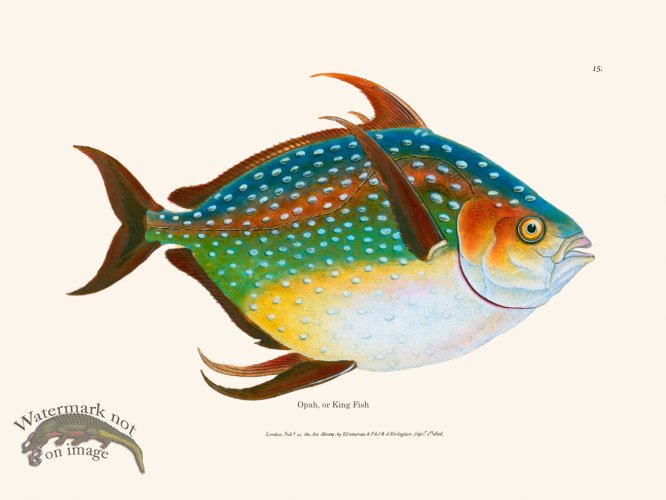(image for) 015 Opah, or King Fish