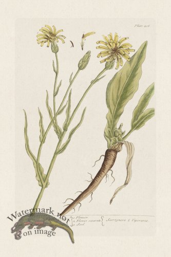 (image for) BEE 406 Scorzonera