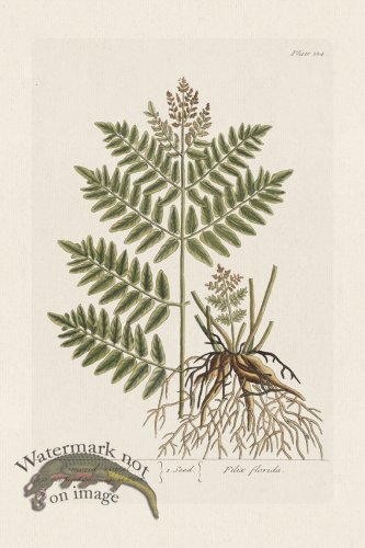 (image for) BEE 324 Osmondroyal