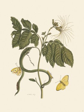 Merian Metamorphosis 51