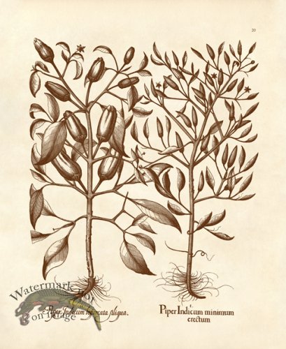 (image for) Besler 20 Piper