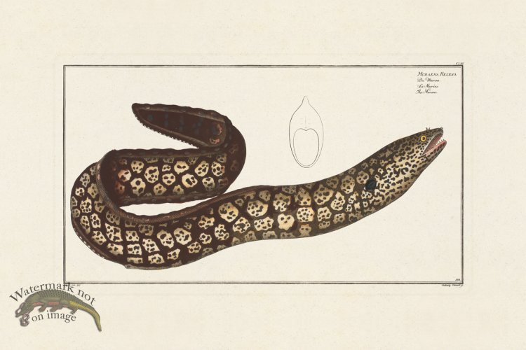 (image for) BLOCH FISH 153