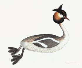 Rudbeck 034 Grebe 24x20