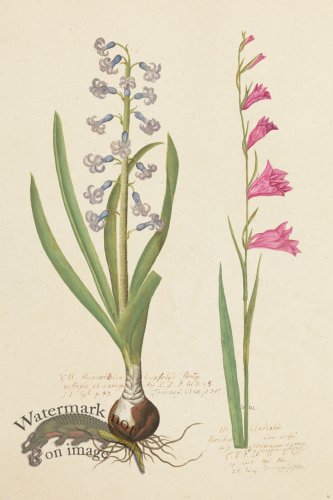 (image for) Blomboken 014