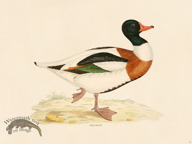 (image for) 20 BGB Shieldrake