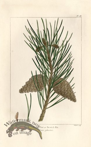 (image for) Scotch Fir