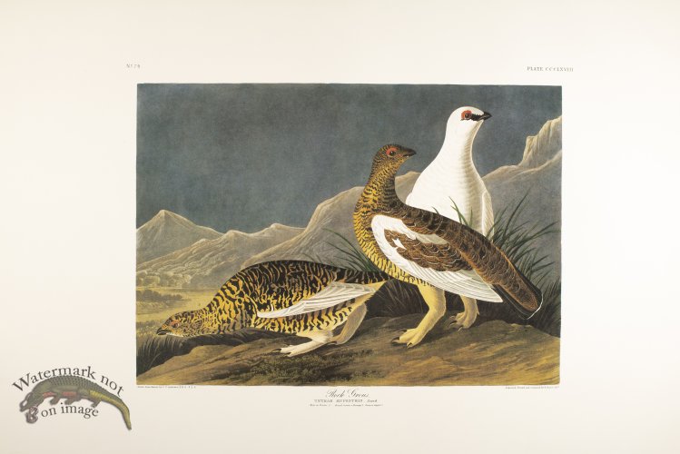 (image for) Rock Grous