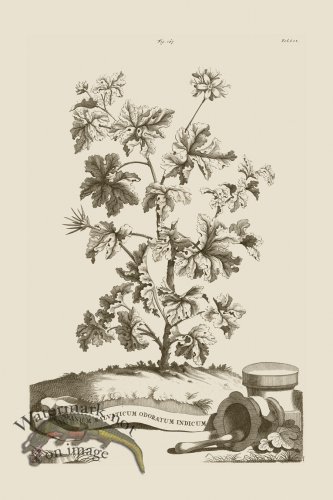 (image for) Abraham Munting 167