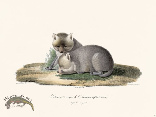 (image for) Cuvier 165 Northern Red Fox