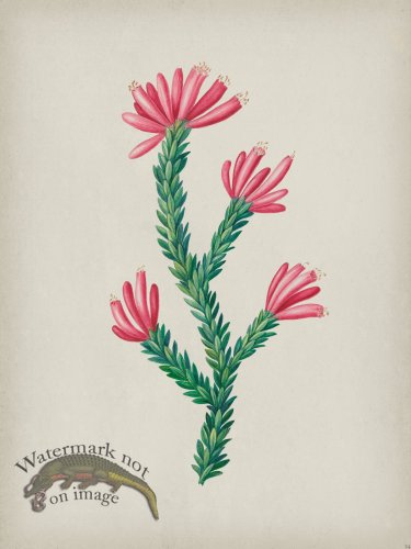 (image for) Andean Botanicals 034