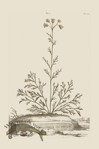 (image for) Abraham Munting 071