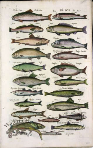 (image for) 1660_Sea_life_26