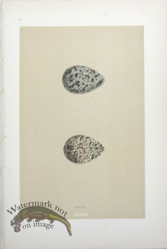 (image for) Morris_Eggs_12