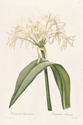 Les Liliacees Redoute 332