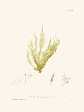 Bradbury Seaweed 174