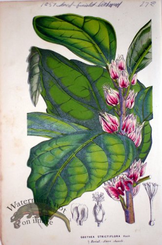 (image for) Botanical