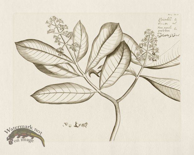 (image for) HORTUS VOL 04 28