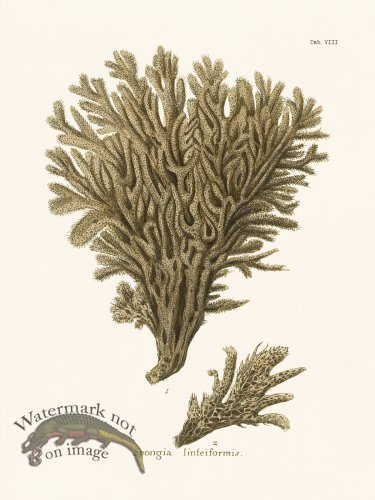 (image for) Esper Coral 008