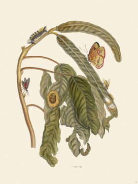 Merian Metamorphosis 58