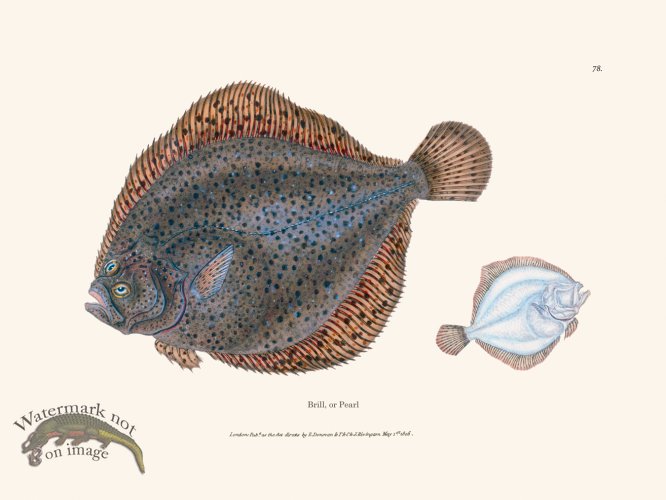 (image for) 078 Brill, or Pearl