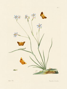 Abbot Butterfly 016