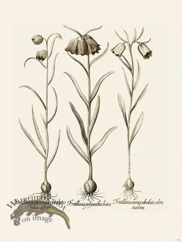 (image for) Besler 058 B1