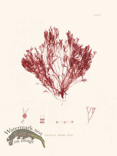 (image for) Bradbury Seaweed 103
