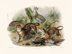 Elliot Cat 18 the Cat of the Pardalis