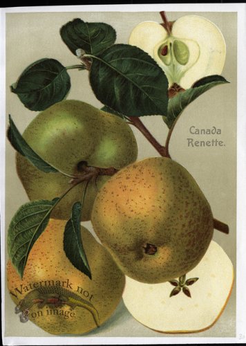 (image for) Fruit 27