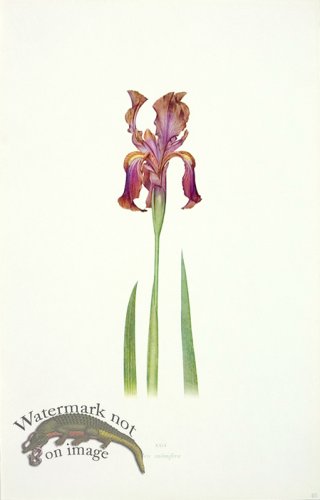 (image for) Dykes Iris 07